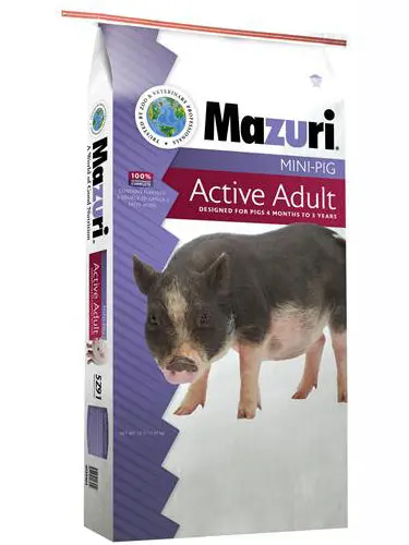 Mini Pig Active Adult 1