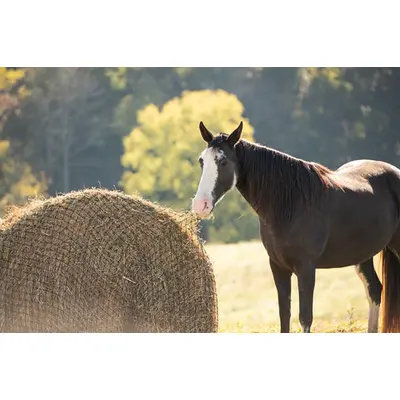 Texas Haynet Round Bale Net 6Ft 1.75" Hole 1